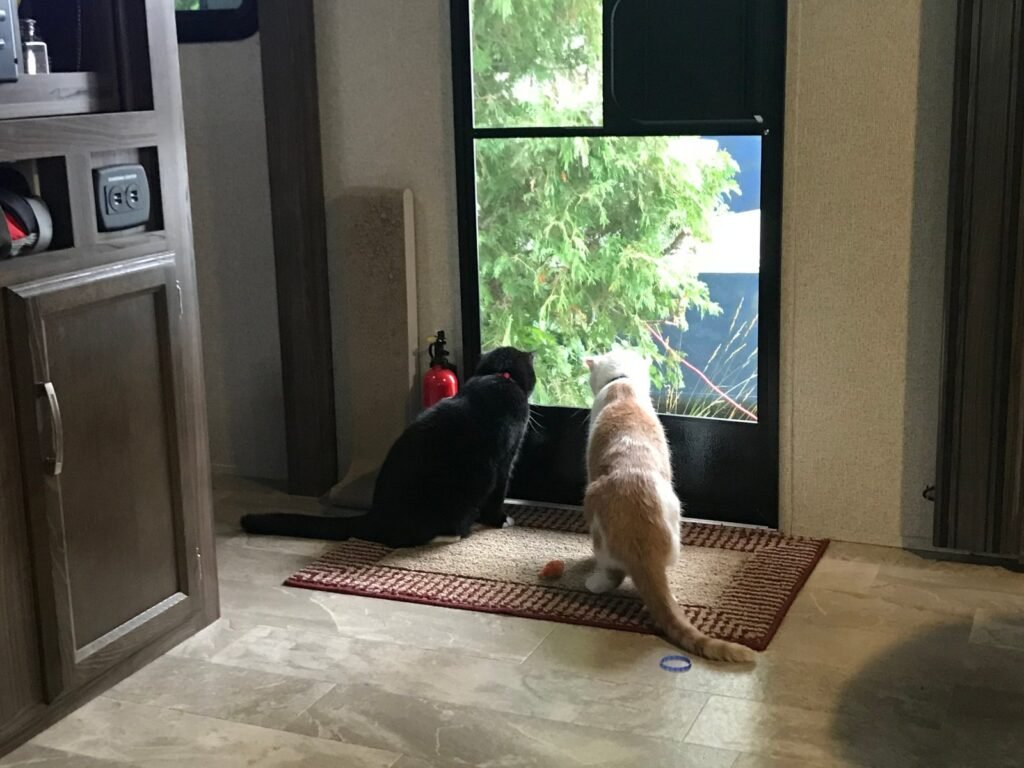 8 Tips for Successful RV’ing with Cats